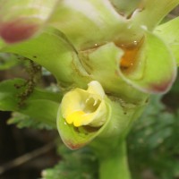 Curcuma zedoaria (Christm.) Roscoe